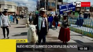 Juliaca rompe récord Guinness con desfile de alpacas