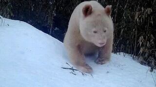 Los movimientos de un oso panda totalmente blanco que llaman la atención del mundo