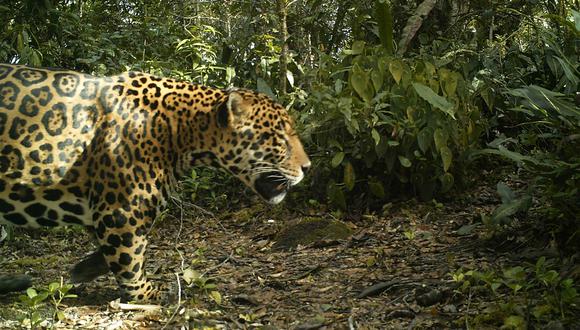 Jaguar en cámara trampa. Foto: ProCAT.
