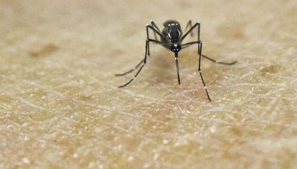 El mosquito &#039;Aedes aegypti&#039; transmite el zika, el dengue y la chikungu&ntilde;a. (Foto: AFP)