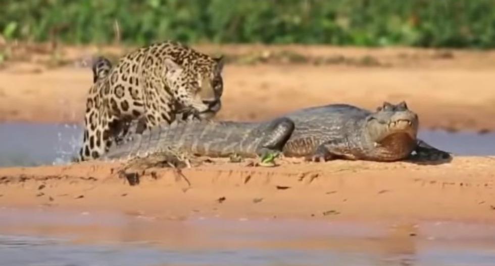Jaguar y cocodrilo protagonizan pelea nunca antes vista en un río de una  reserva animal | REDES-SOCIALES | EL COMERCIO PERÚ