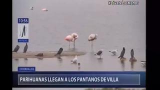 Grupo de parihuanas llega a los Pantanos de Villa tras temporada de invierno | VIDEO