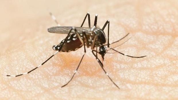 Dengue virus, spread by a mosquito, is an endemic infection in parts of Latin America.  (Photo: Getty)