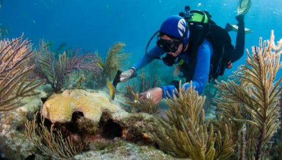 Acuarios de Florida y Cuba logran acuerdo para proteger corales