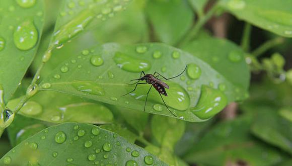 Estas son las plantas que repelen mosquitos y zancudos. (Foto: iStock)