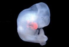 Científicos crean embriones híbridos de humano y mono en China