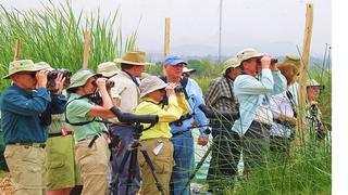 Semana Santa: organizan campamento de avistamiento de aves en Pantanos de Villa
