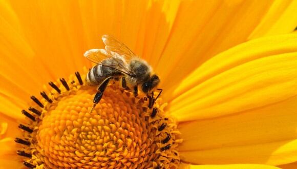 Sin abejas en pocos años se extinguiría la vida en la Tierra. (Foto: Pixabay)