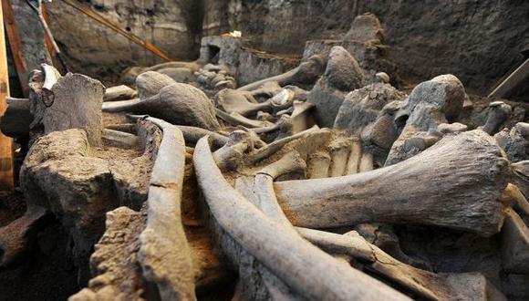 Recuperan parte del esqueleto de un mamut devorado por hombres