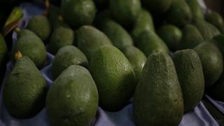 Minagri: Palta peruana de uso industrial podrá ser exportada a México