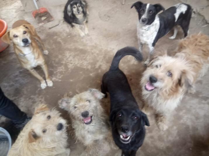 Perros del albergue Huellas Inocentes Perú, fundado por Eva Limas hace 13 años. (Foto: Cortesía)