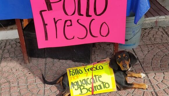 Un perro ayuda a promocionar el negocio de sus dueños recorriendo un mercado con carteles sobre su lomo. Siempre consigue clientes nuevos. (Foto: Facebook / Eliot Veneno).