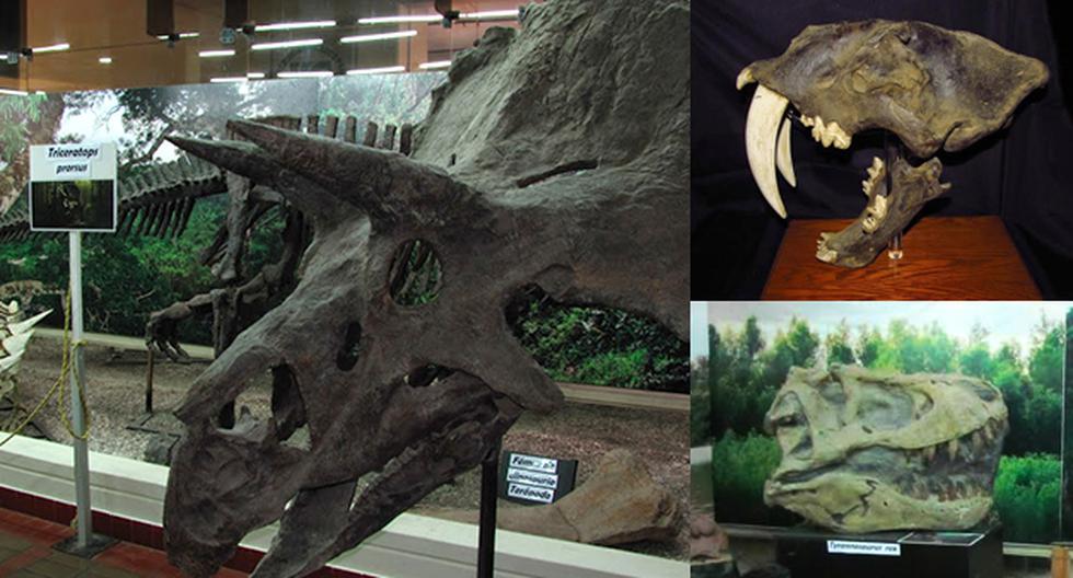 Dinosaurios: Evolución de la vida en la Tierra, en el Museo de Historia Natural Vera Alleman H. (Foto:Difusión)