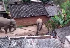 China: elefantes salvajes 'invaden' un pueblo en busca de comida