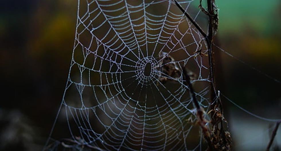 Esta seda de araña artificial es más resistente, más barata de obtener y puede ser utilizada en el área textil. (Foto: Getty Images / Referencial)