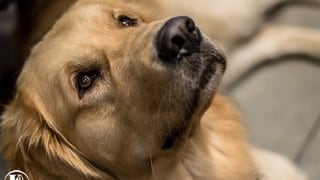 Un grupo de perros asistió al musical "Billy Elliot" por esta razón