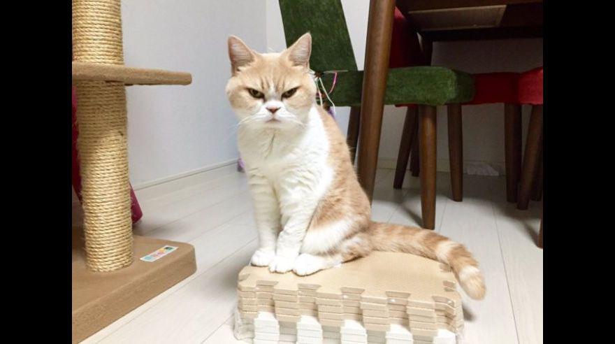 Este gato japonés podría destronar a "Grumpy Cat" en Facebook - 9