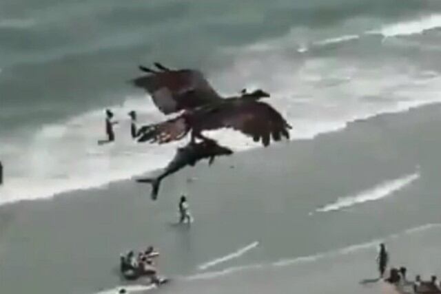 Foto 1 de 3 | Asombro entre los usuarios de redes sociales es lo que viene causando el impactante momento en que un águila captura a un pequeño tiburón y se lo lleva volando. (Foto: Twitter/CRCiencia)