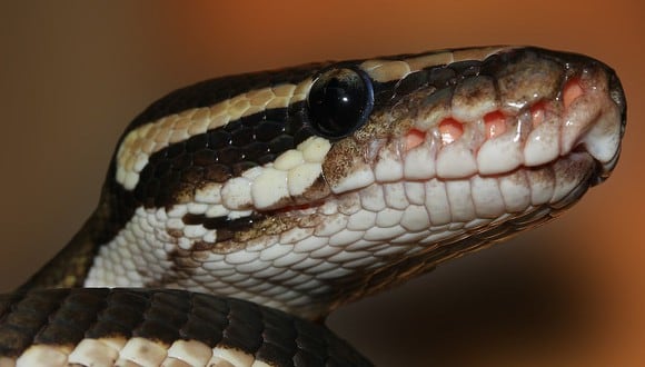 Serpiente Pitón. (Foto: Sipa /Pixabay)