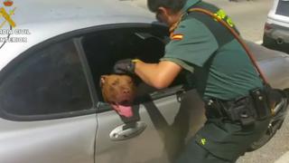 Policía rescata a perro de morir asfixiado en vehículo [VIDEO]