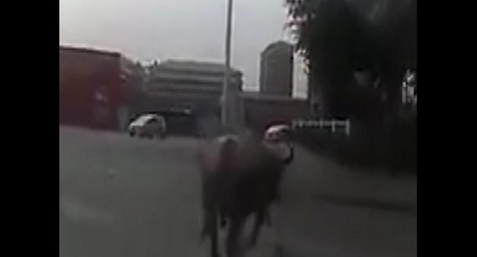 Nadie sabe de dónde salió el toro que comenzó a transitar por concurridas calles. (Foto: YouTube)