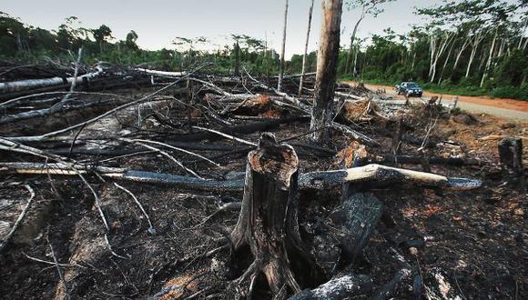 Decrece la pérdida de bosques en el país