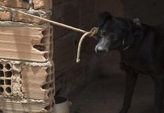 Rescate de perro evidencia la dramática situación de animales en tragedia de Brasil