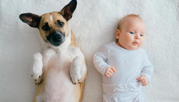 Debe supervisarse la reacción de la mascota con el nuevo integrante de la familia. (Foto: Pixabay)