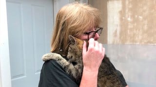 Emotivo momento: mujer se reencuentra con su gato después de que se extraviara por 11 años