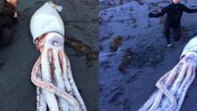 Facebook: Hombres hallan calamar gigantesco en playa de Nueva Zelanda | FOTOS