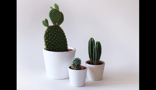 Es un ser vivo. Tener cualquier planta es tener vida. Al cuidarla y ver crecer un cactus, ese vínculo también se va haciendo fuerte. El resultado de esa planta depende de cómo la hayas acompañado en el proceso. (Foto: Shutterstock)