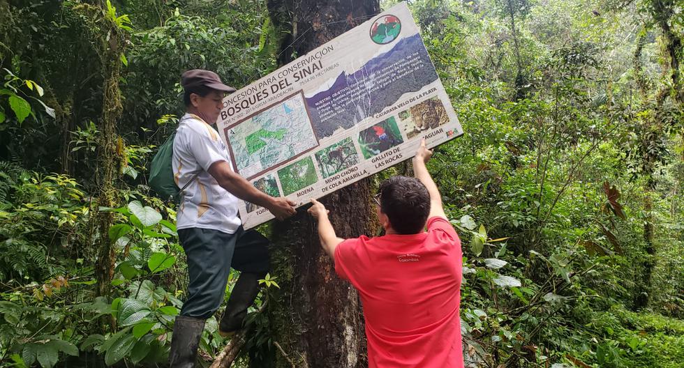 Bosque Sinaí impacta positivamente a 55 socios en Tocache ya  6.500 personas del distrito de Uchiza.