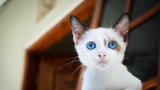 Día Internacional del Gato: ¿Por qué se celebra hoy, 20 de febrero?