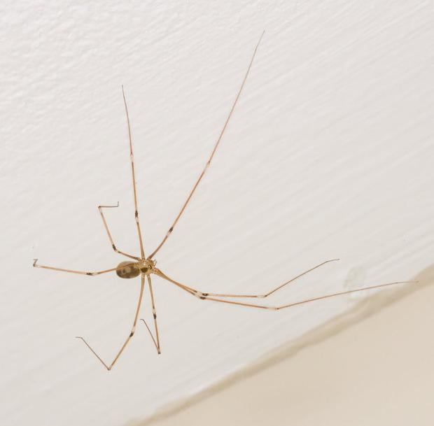 Por qué no debemos matar todas las arañas que están en casa, según la  ciencia | TECNOLOGIA | EL COMERCIO PERÚ