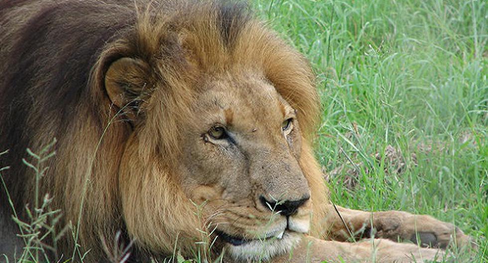León mata a mujer en safari; tenía la ventanilla abajo. (Foto: montevideo.com.uy)