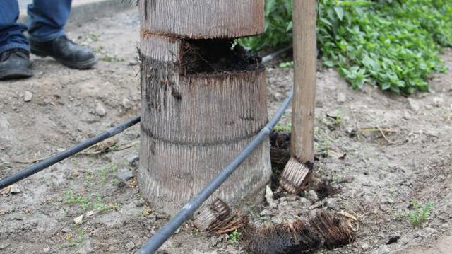 Av. Javier Prado: cinco palmeras han sido dañadas [FOTOS] - 1