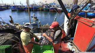 Pesqueras creen que El Niño no impactará en la anchoveta
