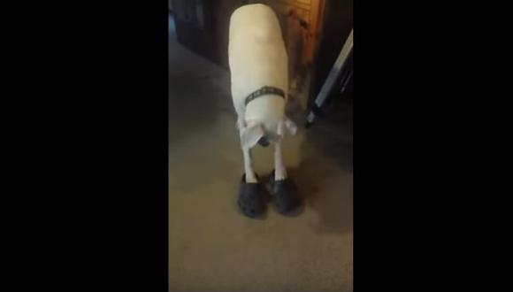 Perro descubre la comodidad de los zapatos crocs [VIDEO] | WUF | EL  COMERCIO PERÚ