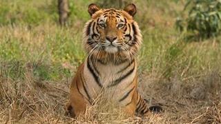 El tigre de Malasia está en "peligro crítico de extinción"
