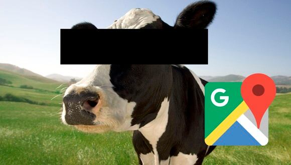 ¿Sabes por qué Google censura los rostros de las vacas? Esta es la respuesta que te sacará de dudas. (Foto: Google)