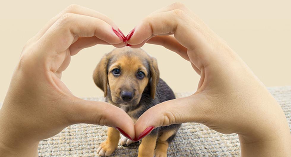 Se debe concientizar sobre la adopción de mascotas. (Foto: IStock)