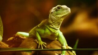 Encuentran fósil de reptil protegiendo a su cría: tiene más de 300 millones de años