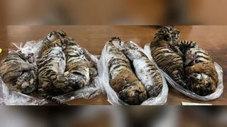 Siete tigres congelados fueron encontrados en un vehículo en Vietnam