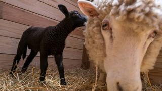 Oveja negra nacida de madre blanca es la nueva estrella de zoológico en Japón