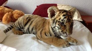 En Facebook tienda de mascotas vende panteras, tigres y leones