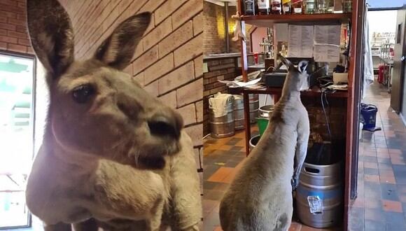 'Matt' el canguro suele ser visto saltando y olfateando por el bar John Forrest Wildflower Tavern, conocido por atraer a diversos ejemplares de la vida silvestre australiana. | Crédito: @cardqueenkatie / TikTok