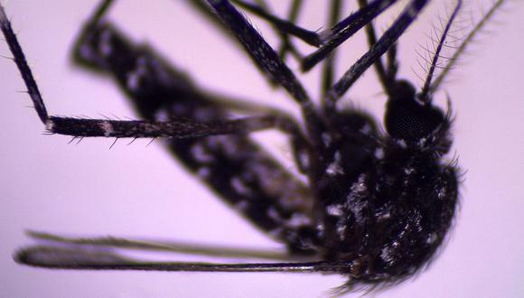 El mosquito Aedes vittatus ya era conocido en otras regiones. Pero fue detectado recientemente en República Dominicana y Cuba. (Foto: P.M. ALARCÓN-ELBAL Y M.A. RODRÍGUEZ-SOSA)