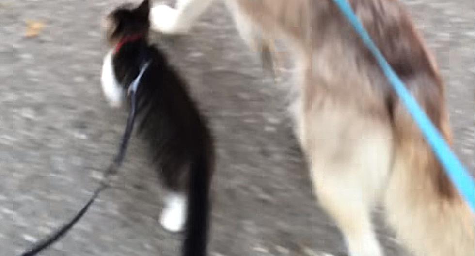 Esta gatita se cree un perro y pasea con correa. (Foto: Captura de YouTube)