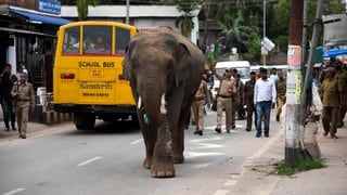 Un elefante paralizó las calles de una ciudad en la India con su inesperado paseo
