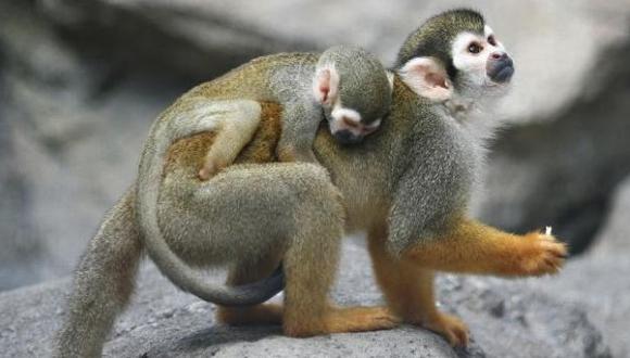 La evolución explica que el hombre no "viene del mono"